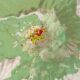 Vesuv: Spürbares Erdbeben erschüttert Neapel
