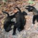 Mexiko: Hitzewelle lässt Affen verenden