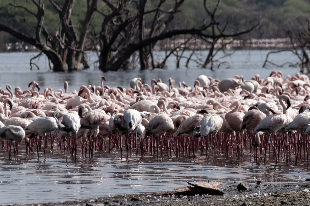 bogoria