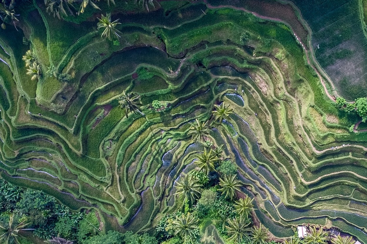 bali