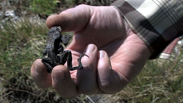 Erstickter Frosch