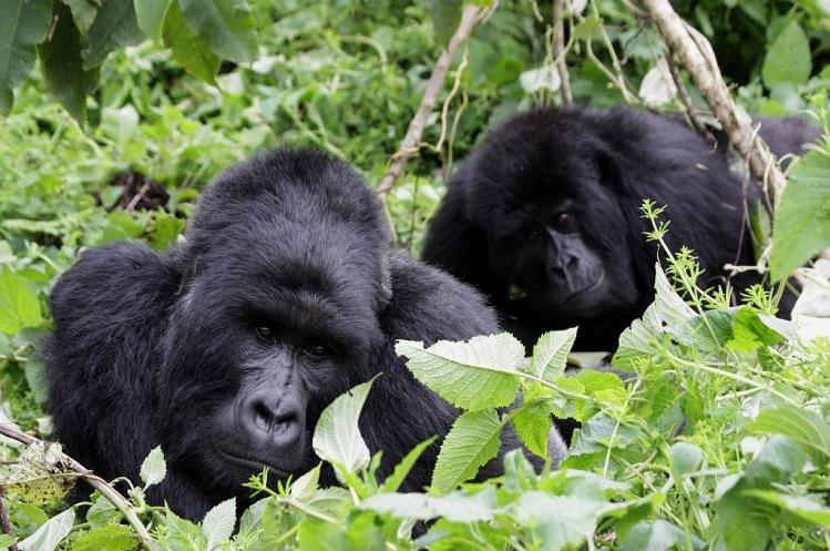 Berggorillas von Virunga. © Thorsten Böckel
