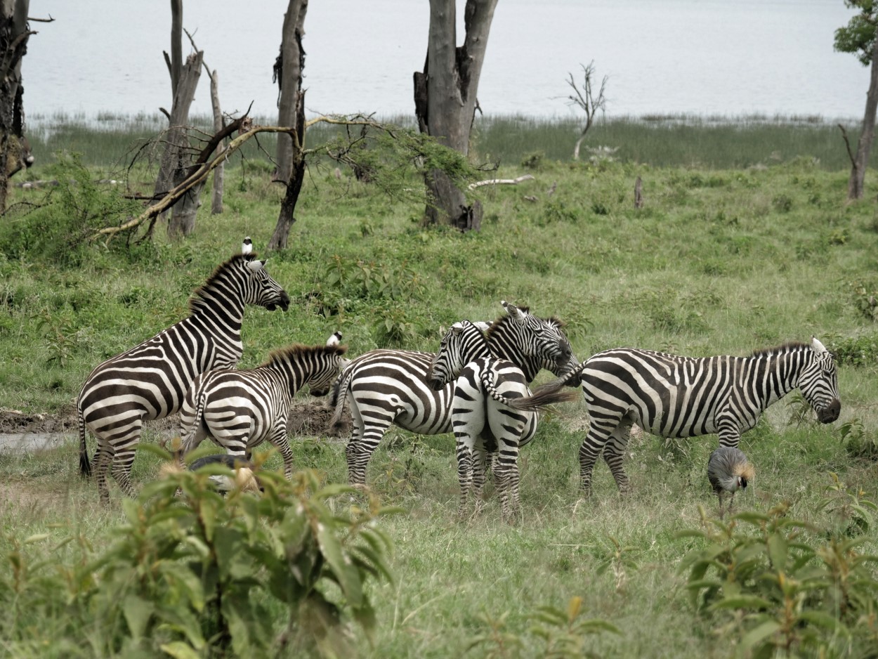 lake bogoria
